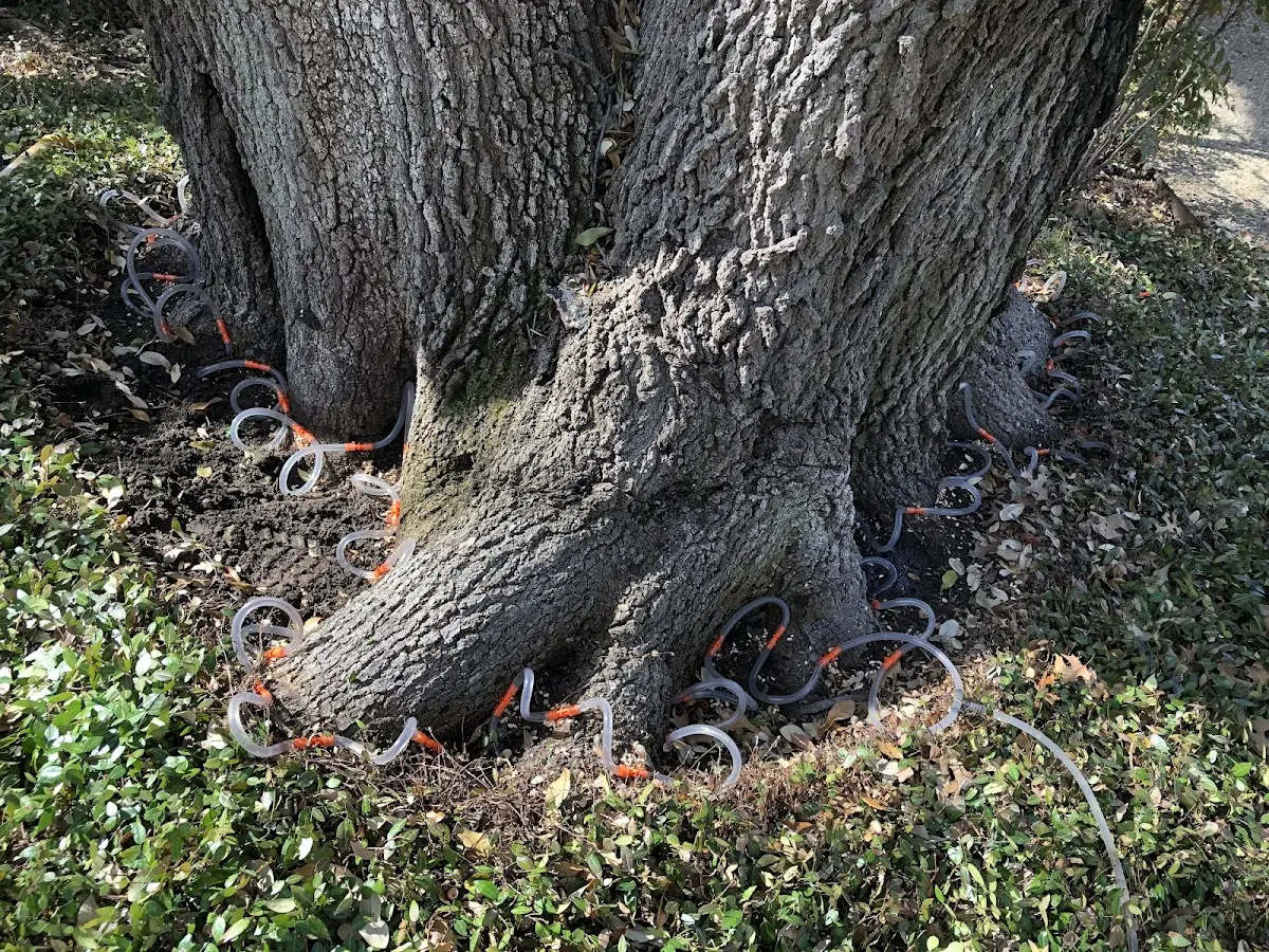 Detailed Tree Cabling and Bracing job site in Old Chatham
