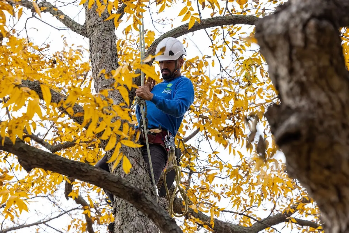 Skilled Tree Planing crew working in Old Chatham