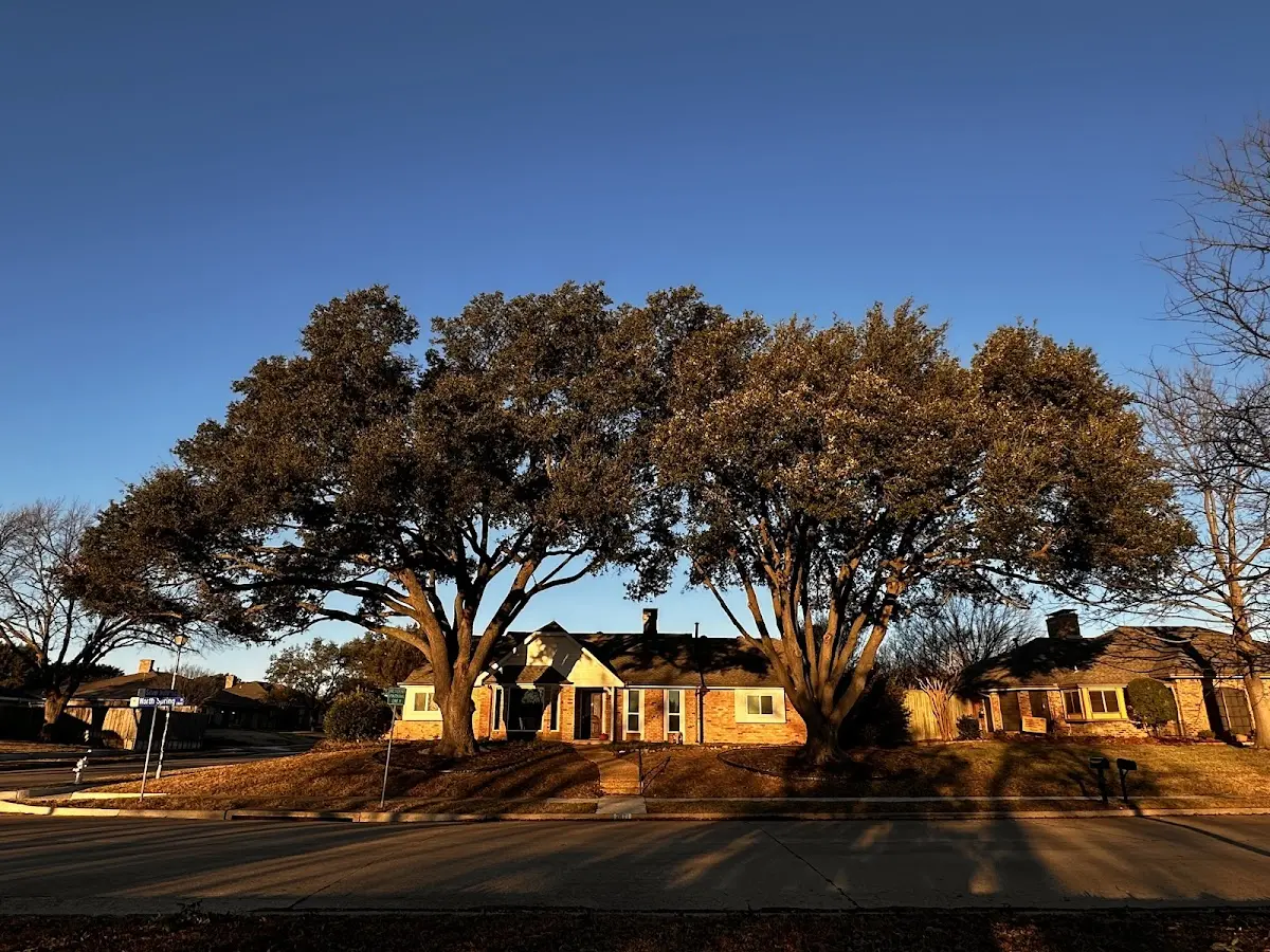 Established residential canopy tree shading a home in Old Chatham